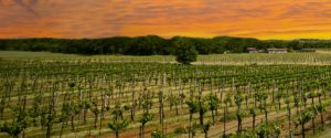 dripping springs hill country wineries tours tasting festival wedding venues hill country austin san antonio